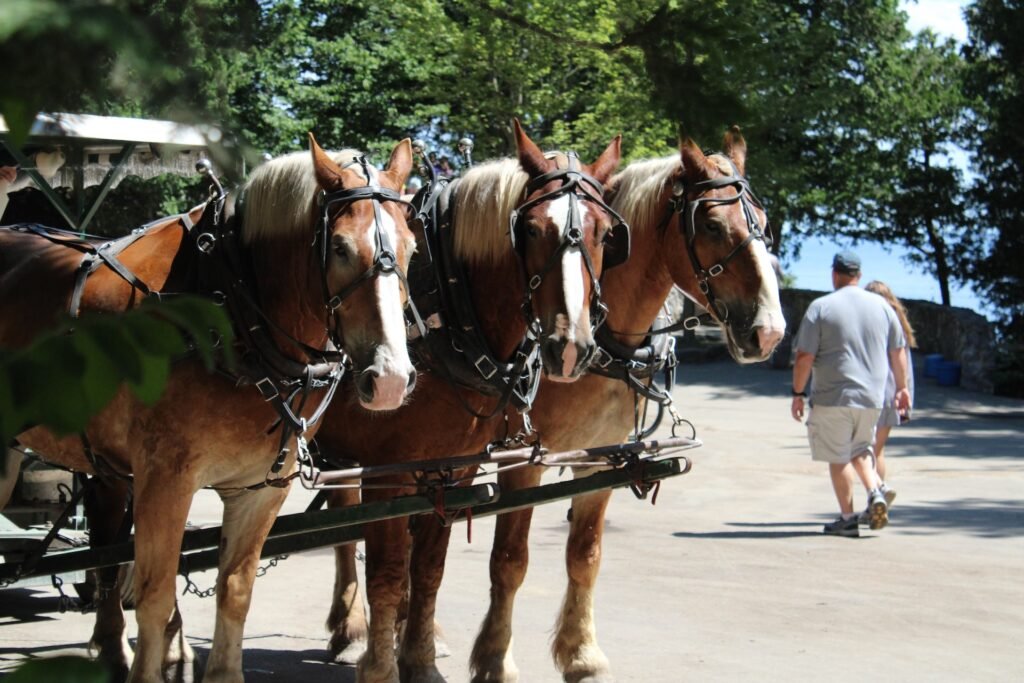 Mackinac Island horses