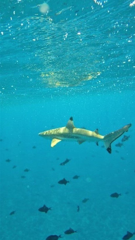 Shark and Ray Feeding