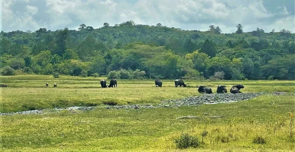 Arusha Tanzania National Park