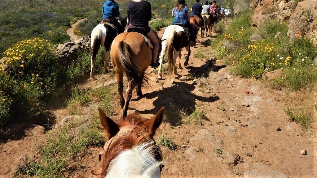Ensenada horses